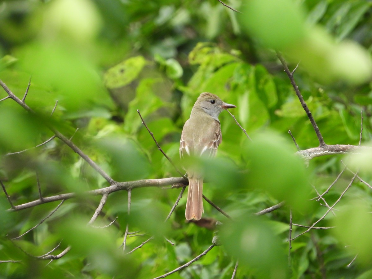 Great Crested Flycatcher - ML618651860