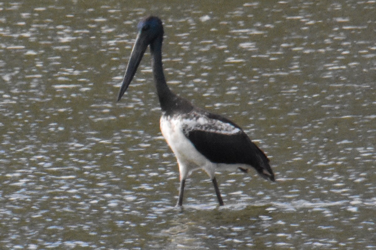 Black-necked Stork - ML618651883