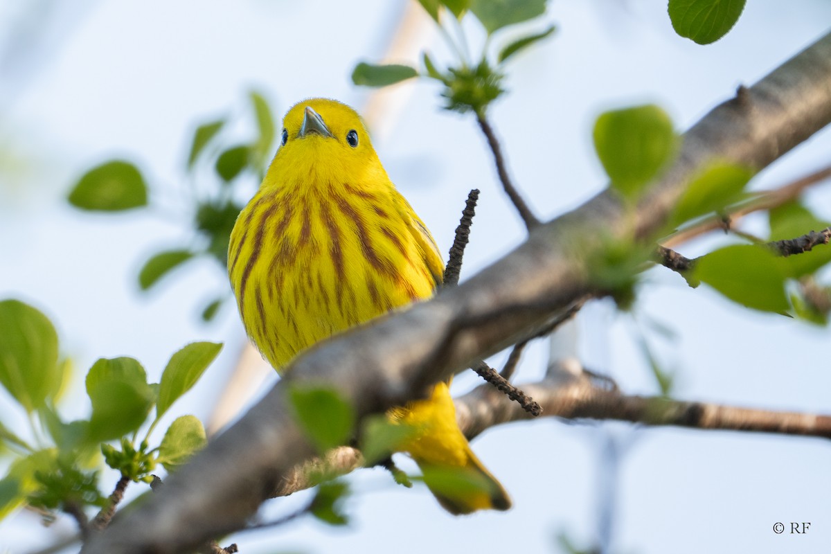 Yellow Warbler (Northern) - ML618651969