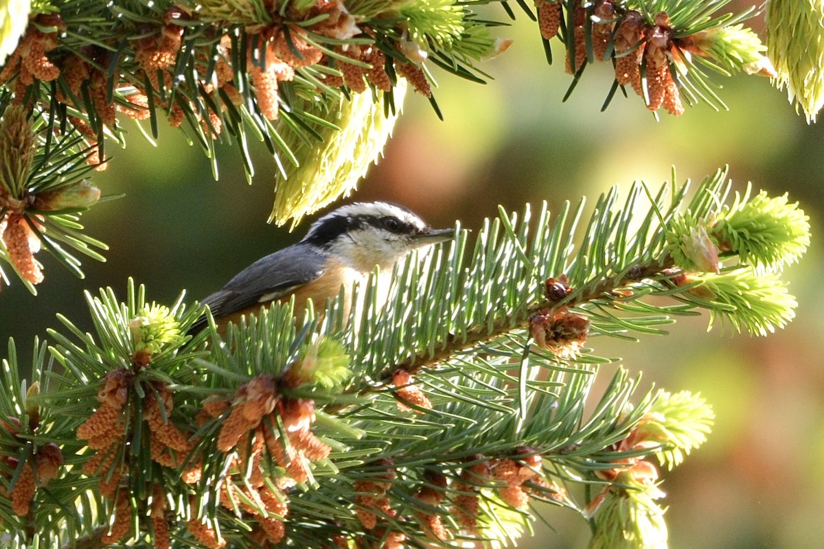 Red-breasted Nuthatch - ML618651977