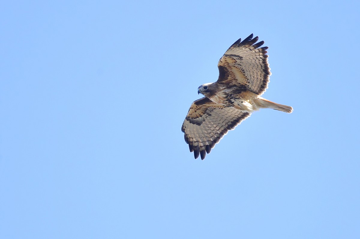 Red-tailed Hawk - ML618651992