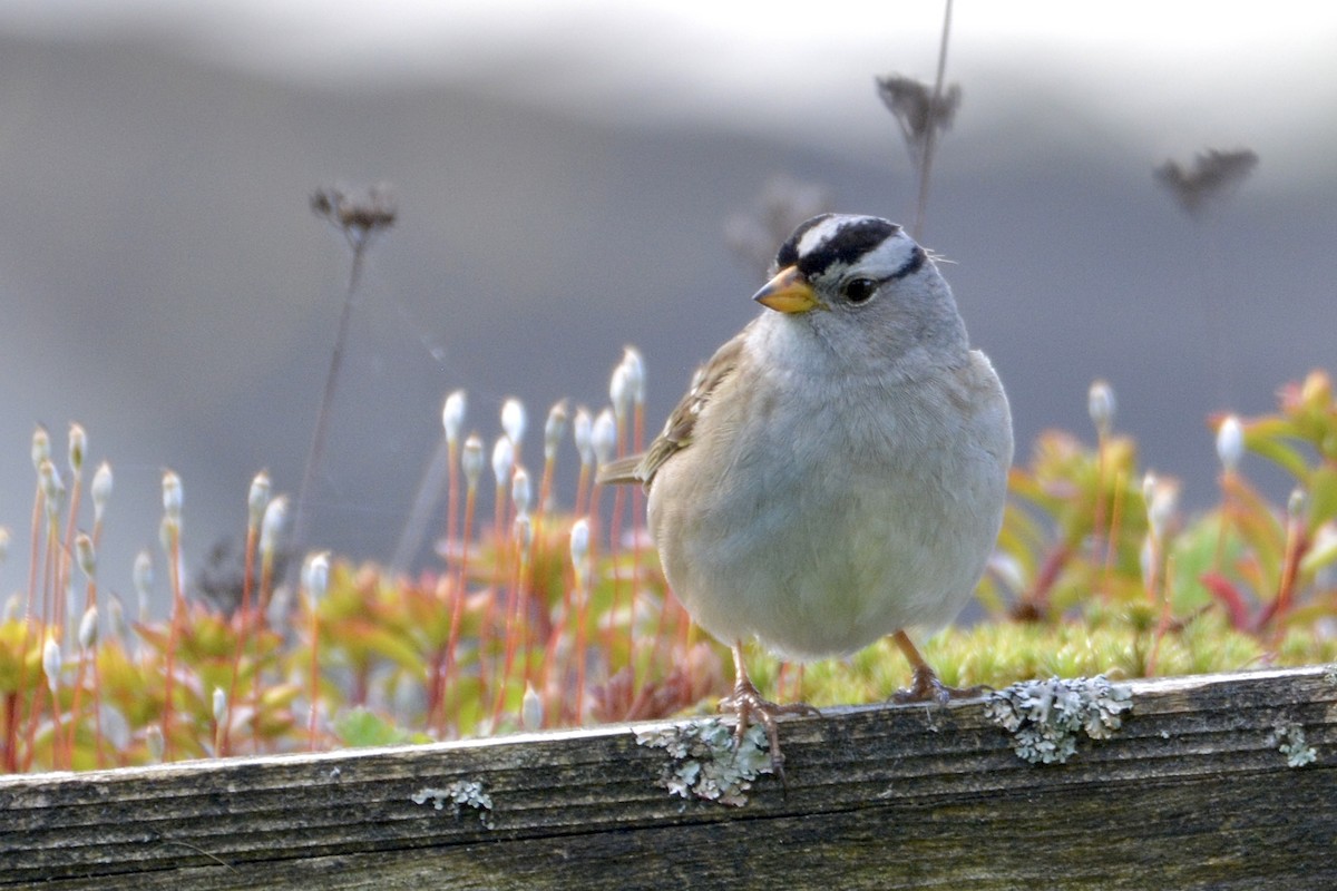 White-crowned Sparrow - ML618651993