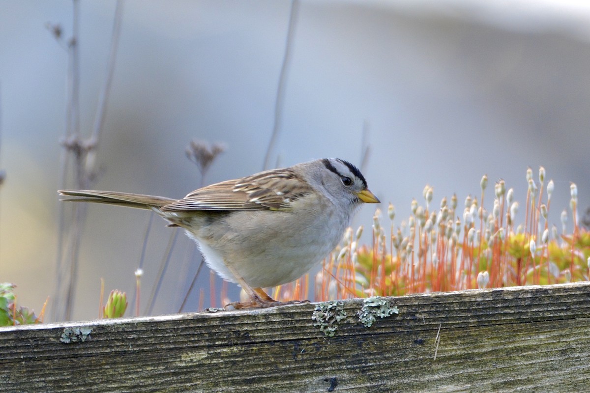 White-crowned Sparrow - ML618651994