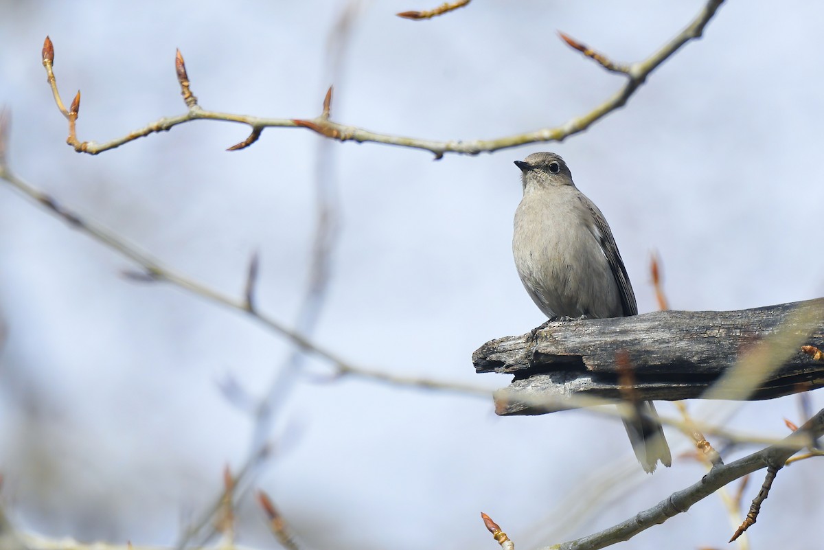 Townsend's Solitaire - ML618651997