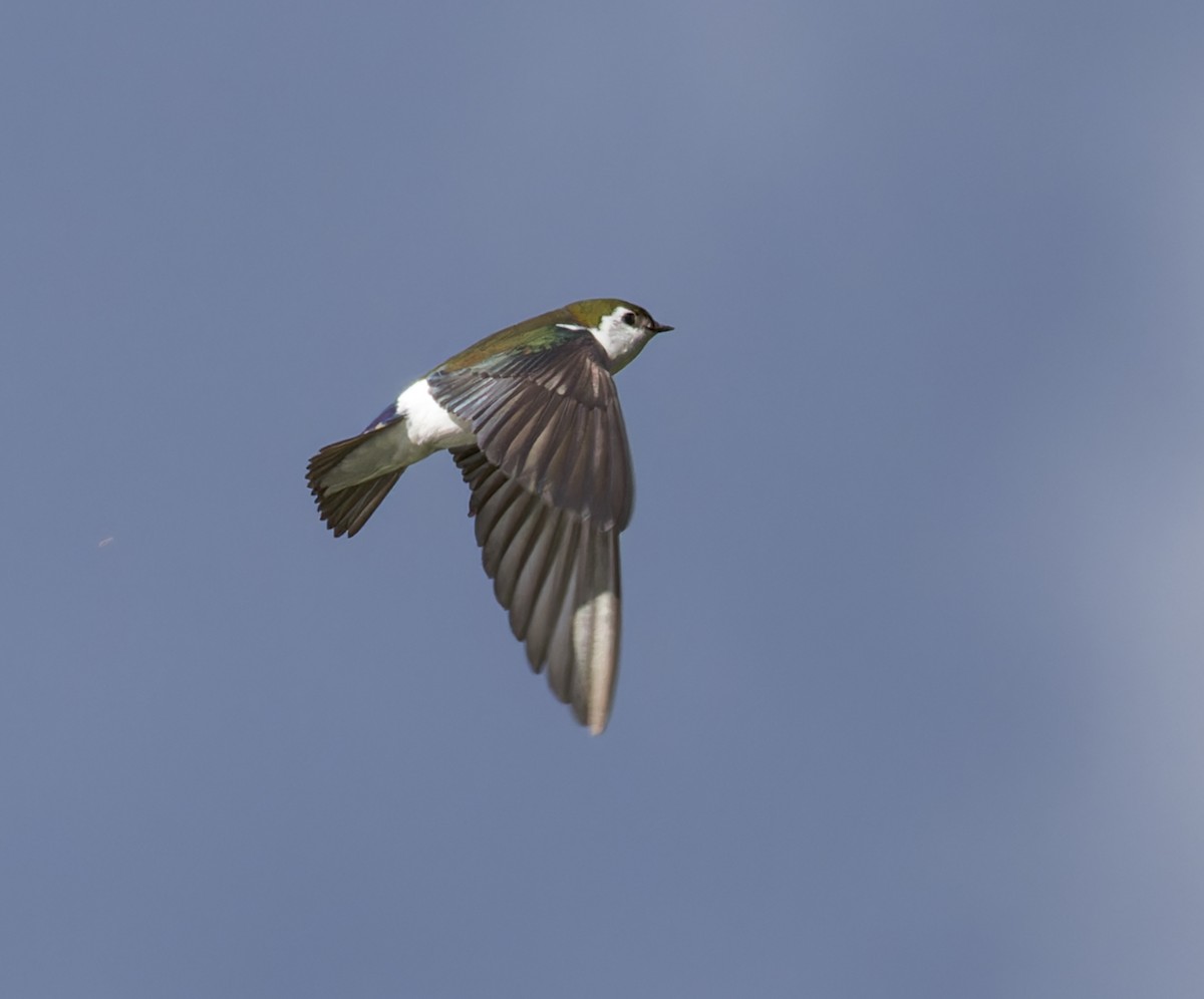 Violet-green Swallow - ML618652083