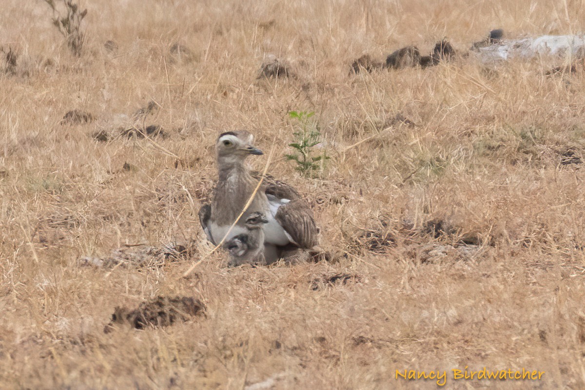 Double-striped Thick-knee - ML618652097