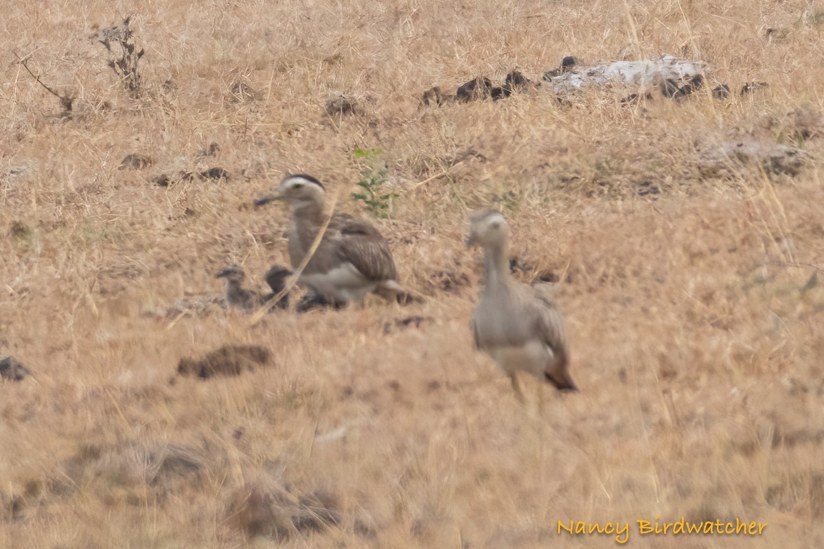 Double-striped Thick-knee - ML618652098