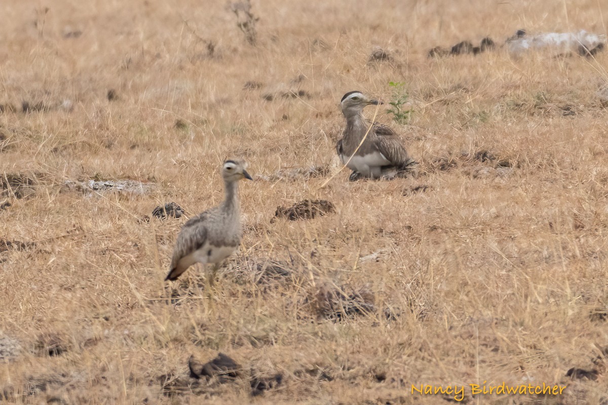 Double-striped Thick-knee - ML618652099