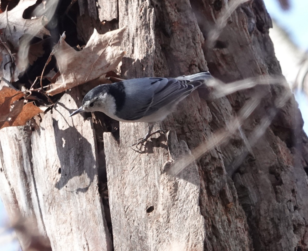 White-breasted Nuthatch - ML618652179