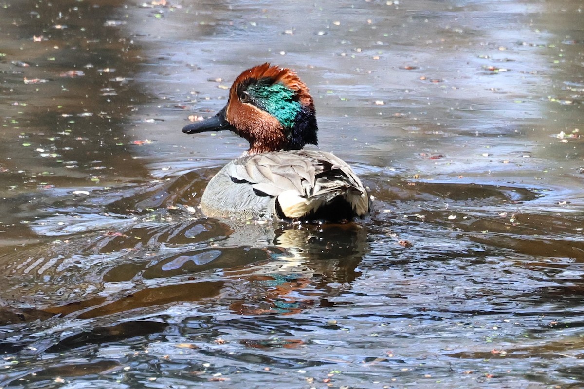 Green-winged Teal - ML618652191