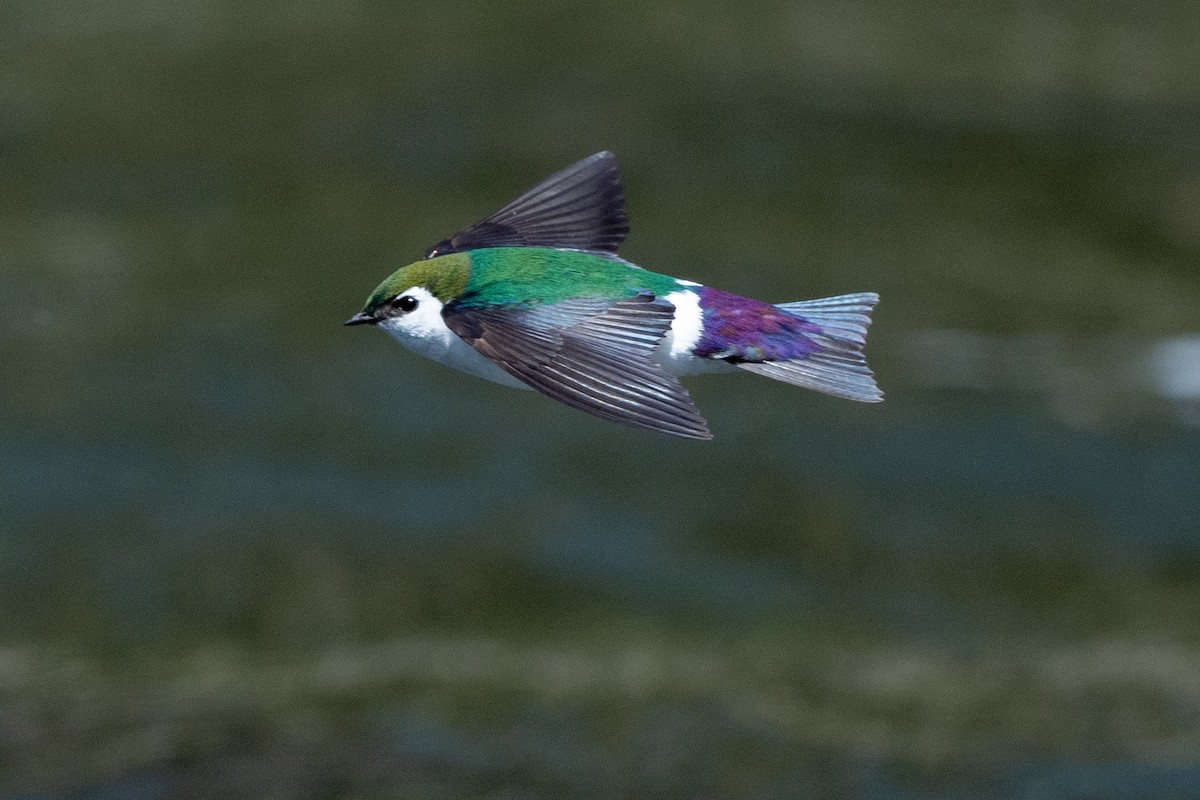 Violet-green Swallow - ML618652357