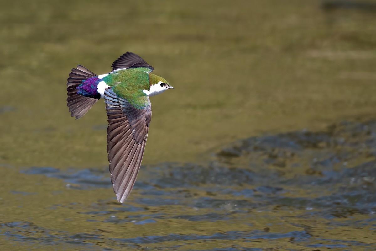 Violet-green Swallow - ML618652358