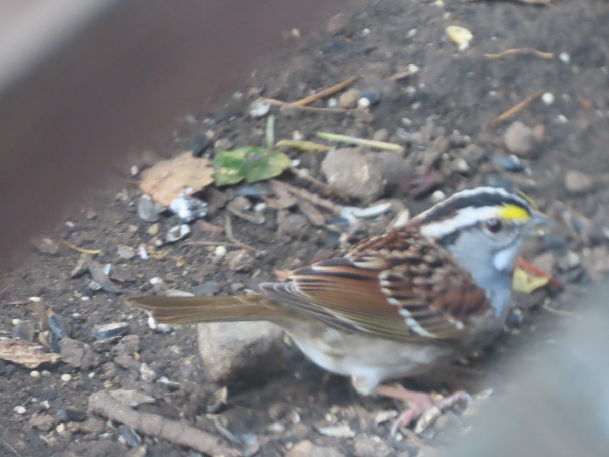 White-throated Sparrow - ML618652399