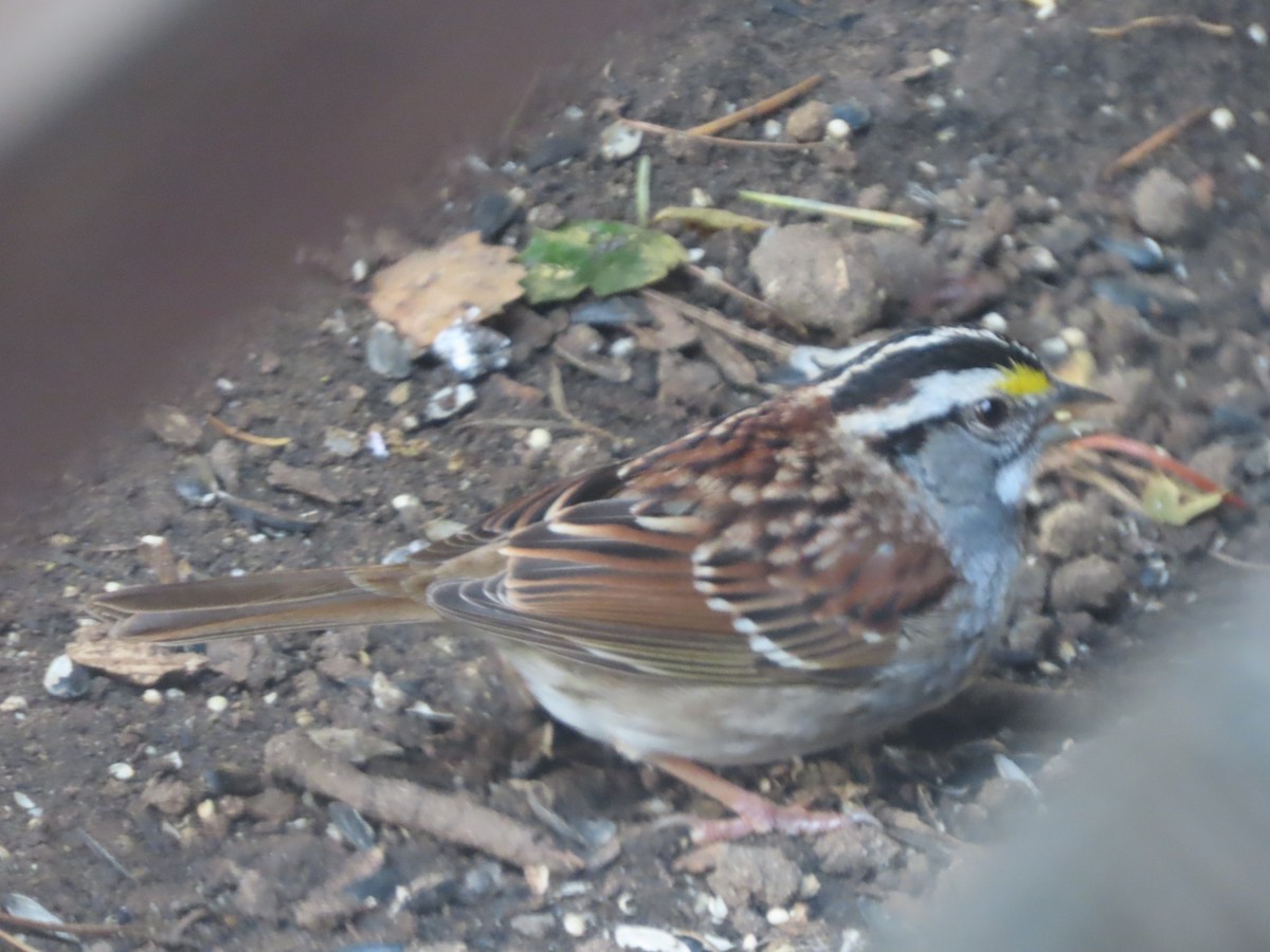 White-throated Sparrow - ML618652400