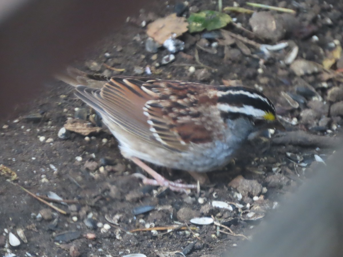 White-throated Sparrow - ML618652401