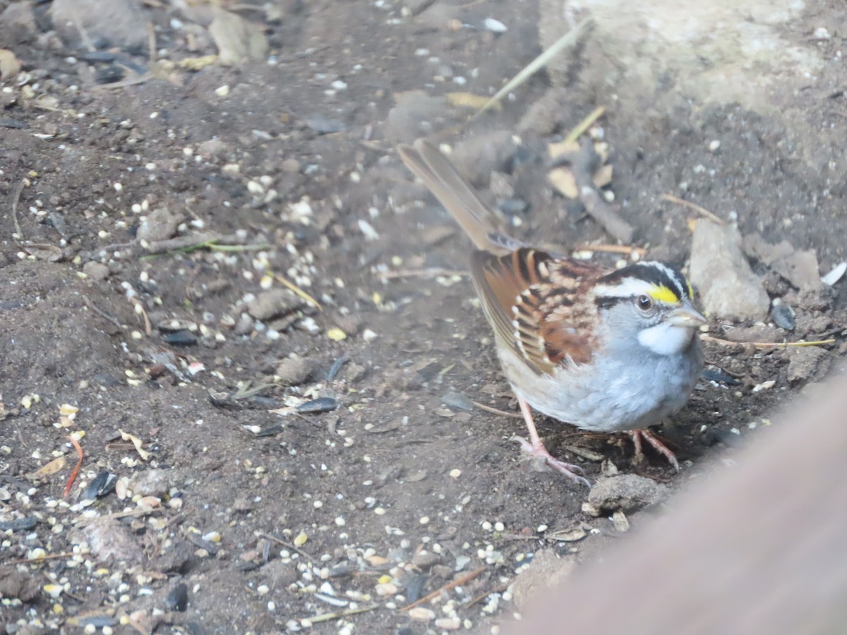 White-throated Sparrow - ML618652402