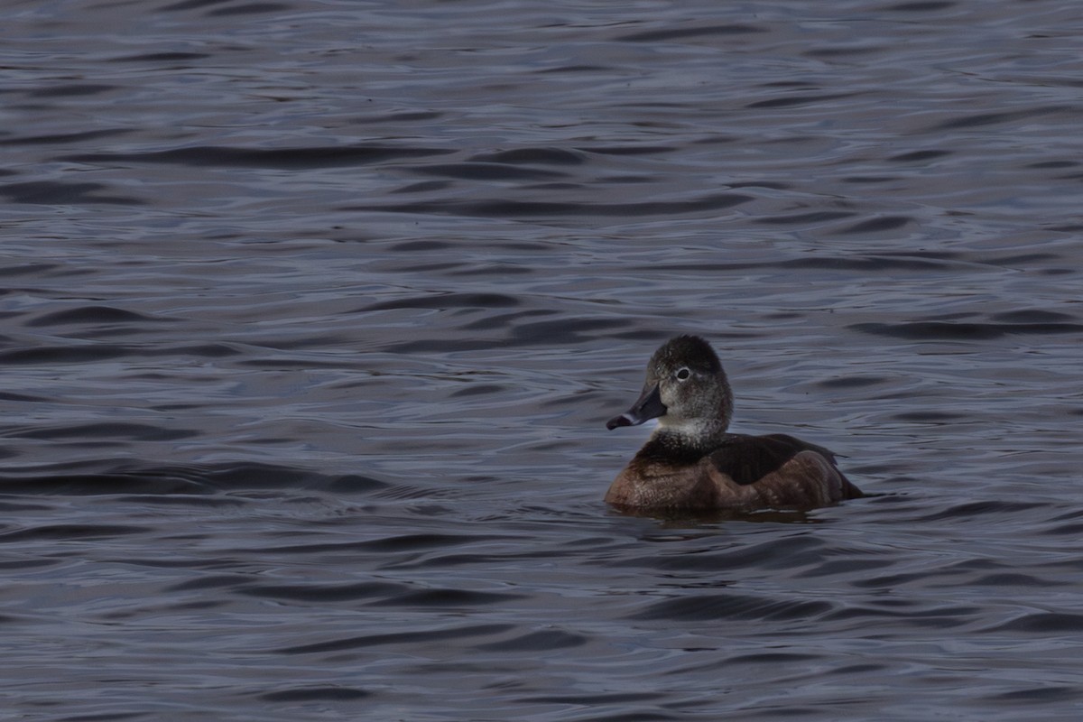 Ring-necked Duck - ML618652462