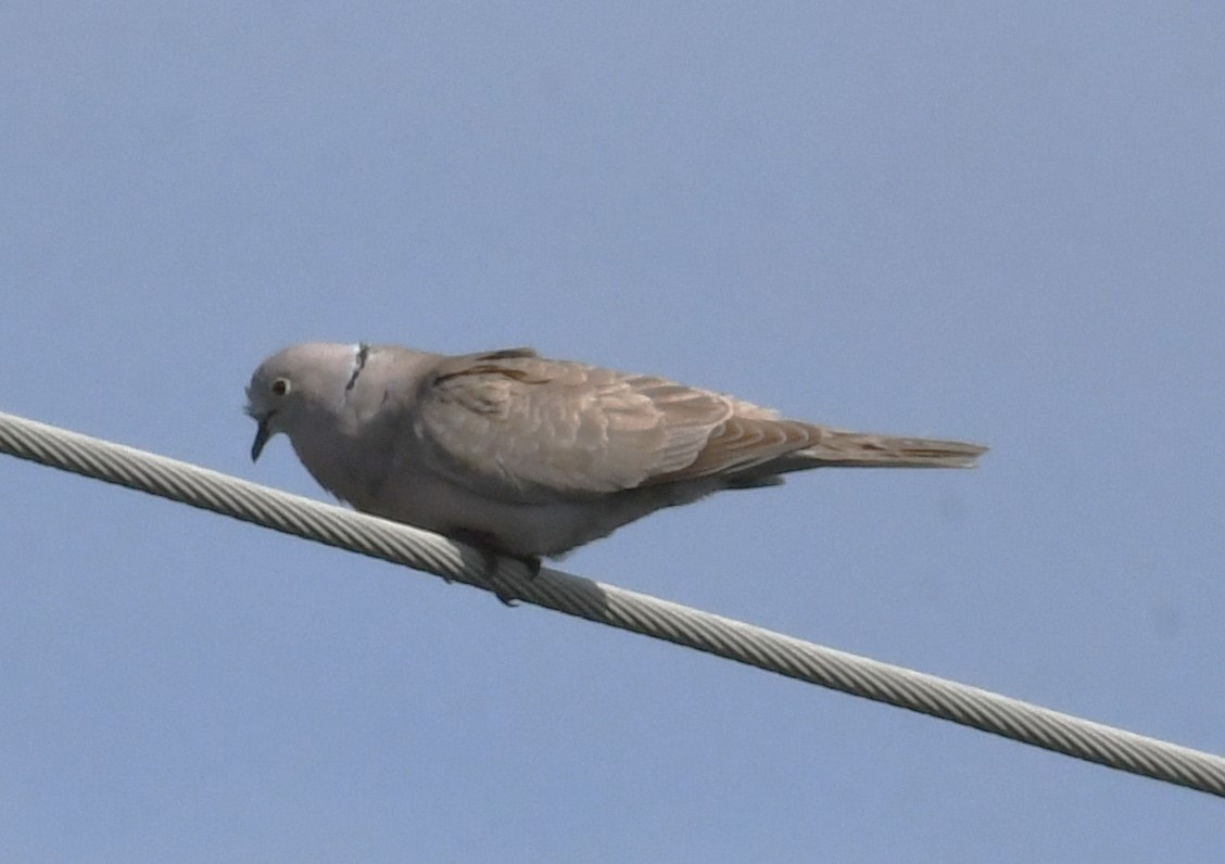Eurasian Collared-Dove - ML618652480