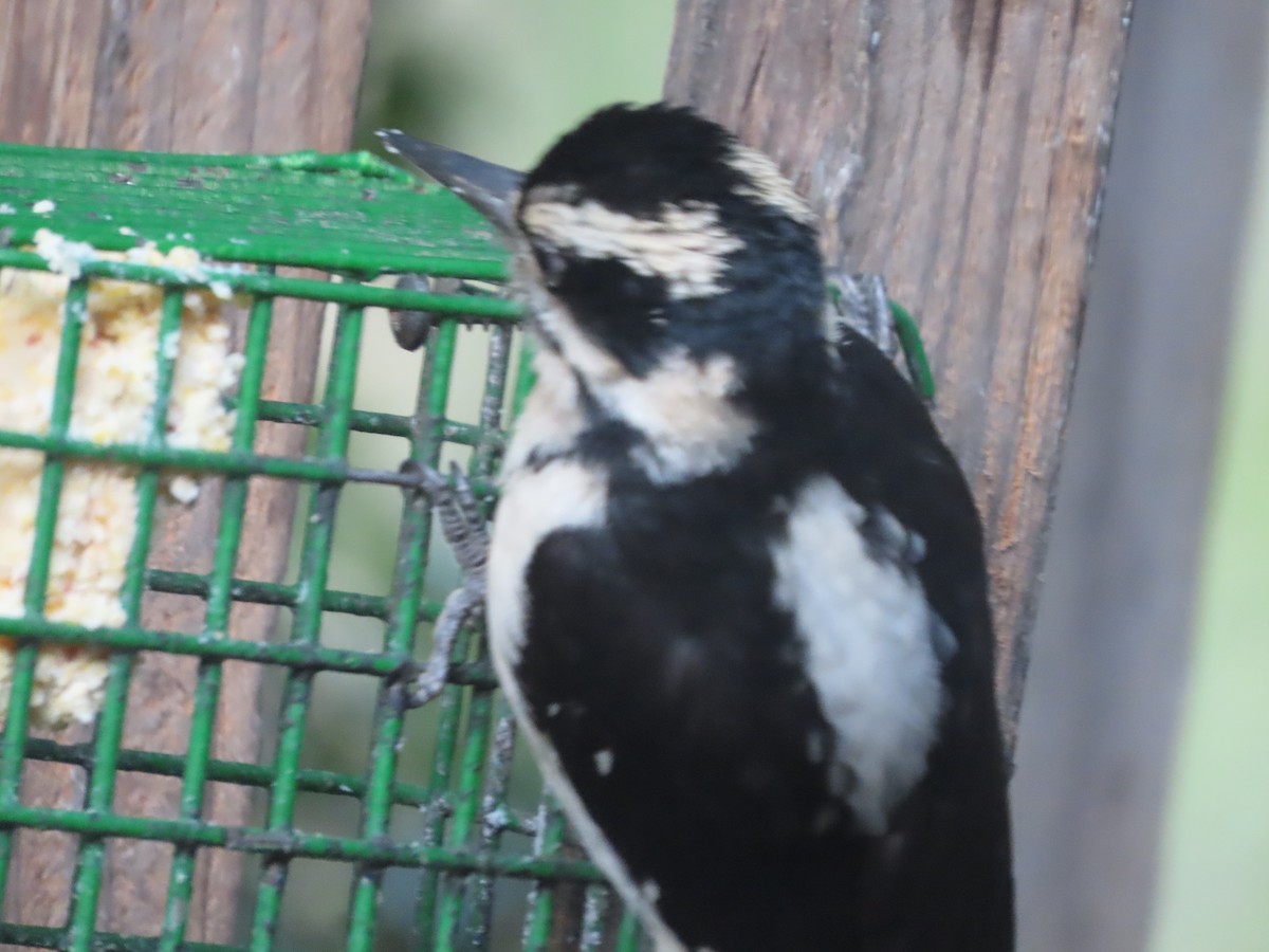Hairy Woodpecker (Pacific) - ML618652494