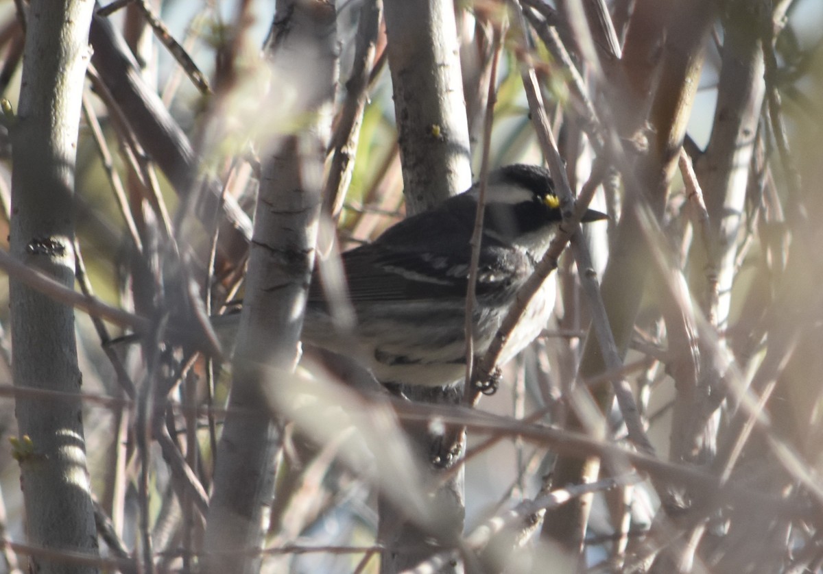 Black-throated Gray Warbler - ML618652497
