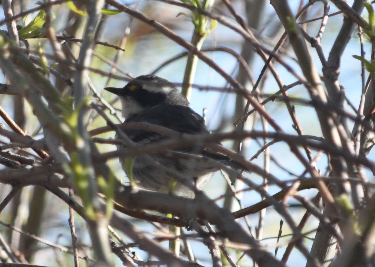Black-throated Gray Warbler - ML618652498