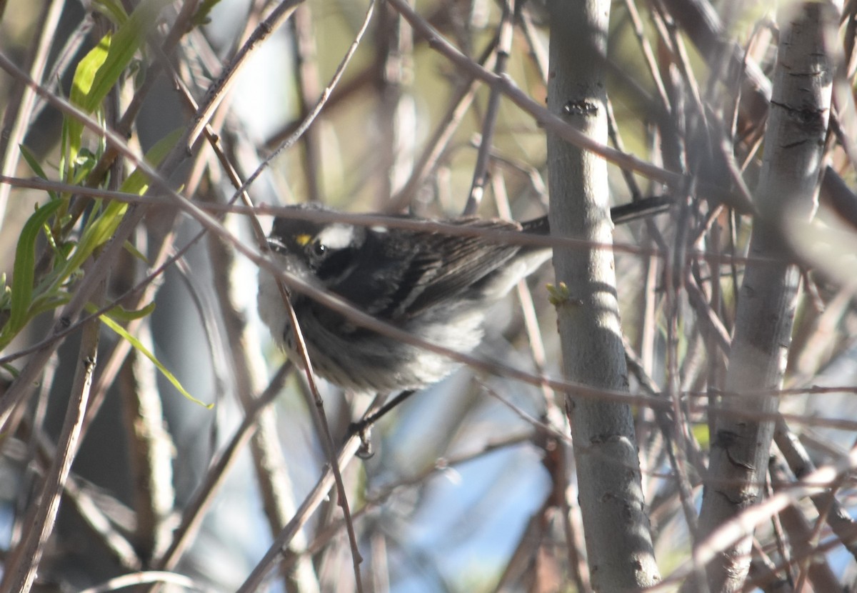 Black-throated Gray Warbler - ML618652499