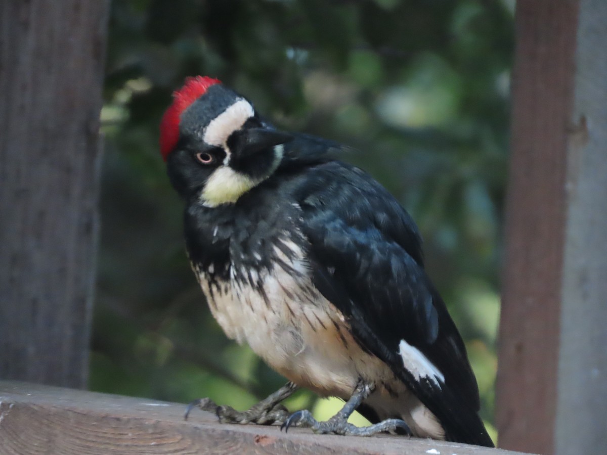 Acorn Woodpecker - Martha Pallin