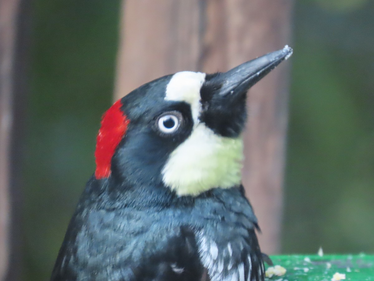 Acorn Woodpecker - ML618652524