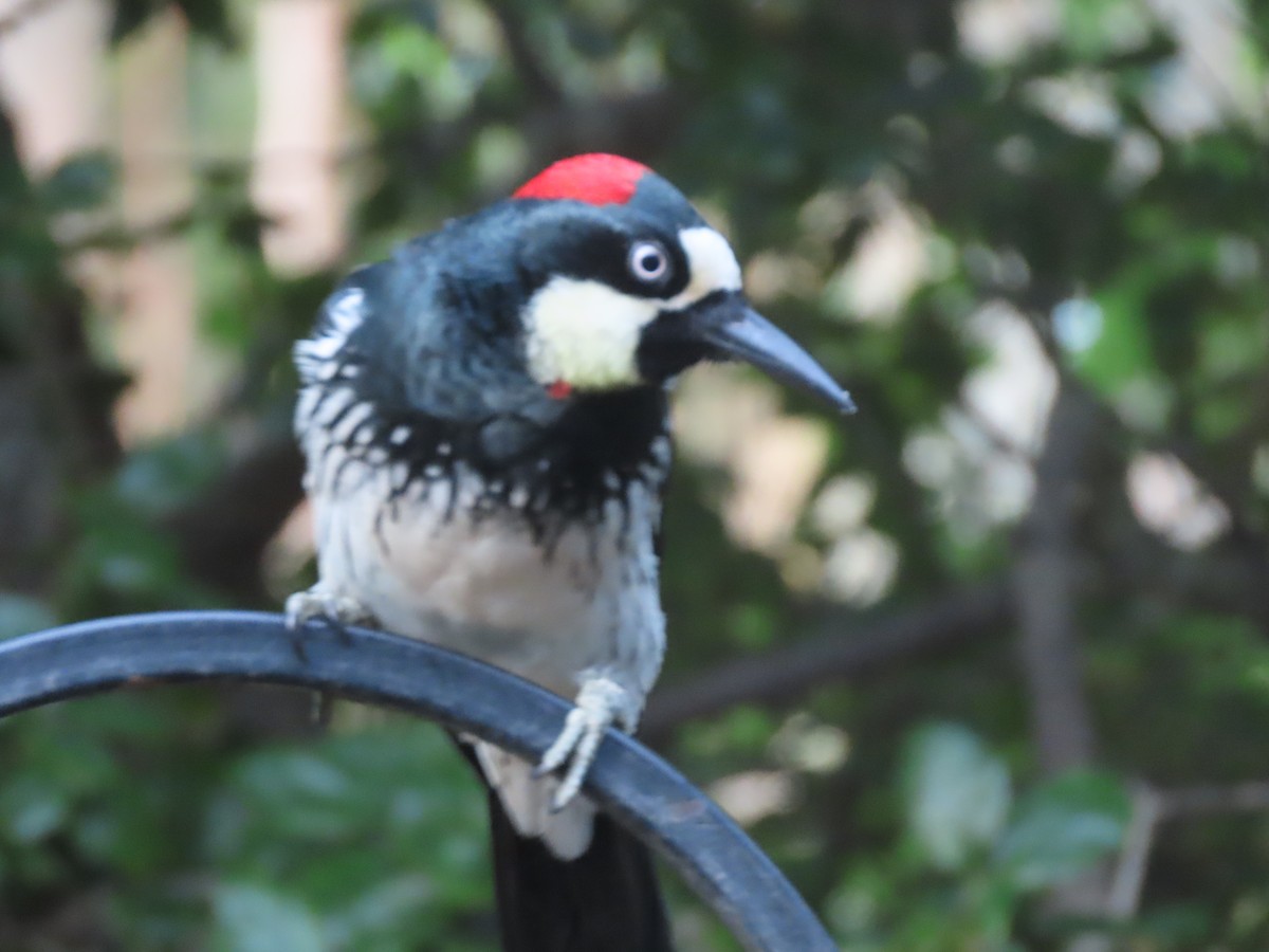 Acorn Woodpecker - ML618652525