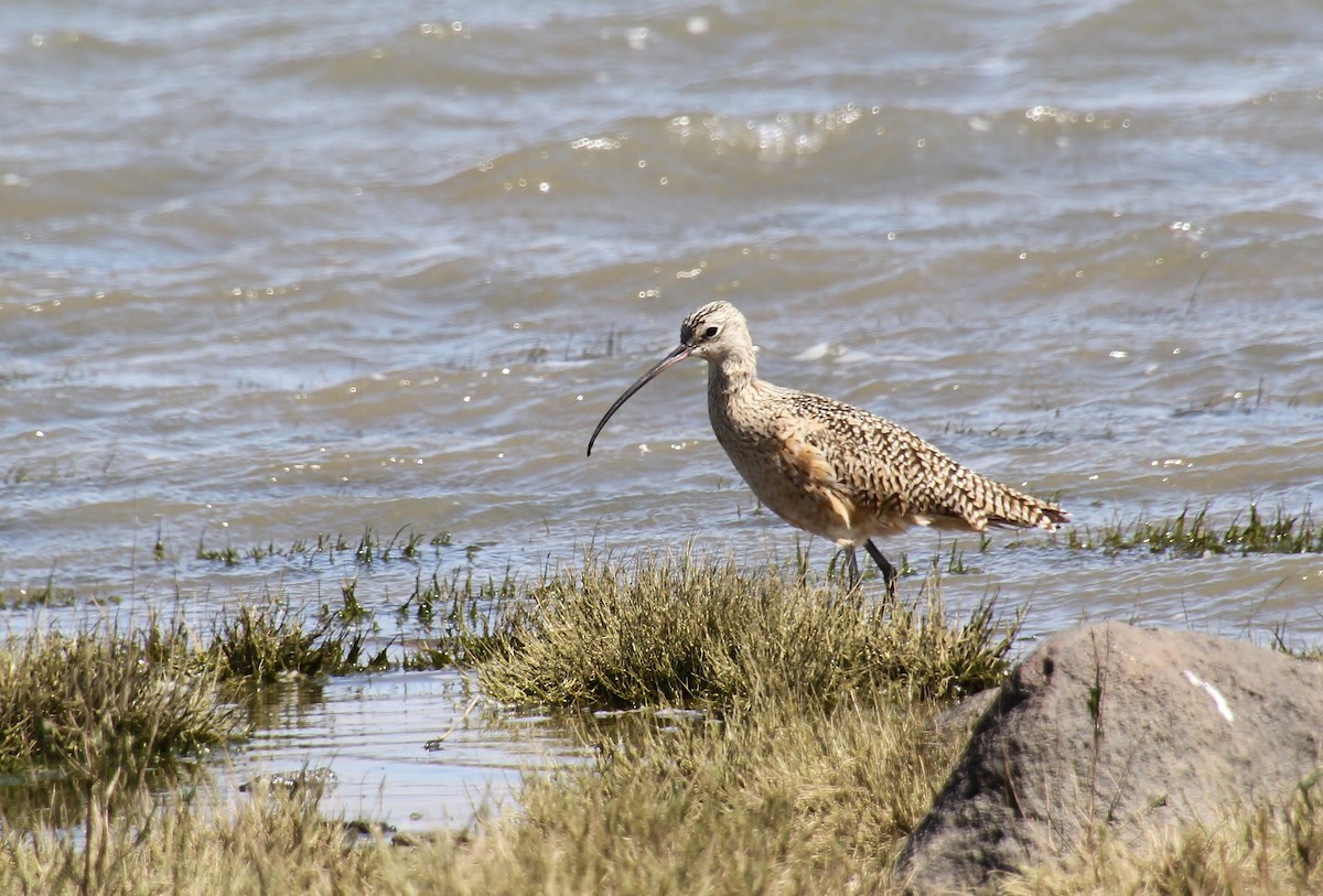 Long-billed Curlew - ML618652536