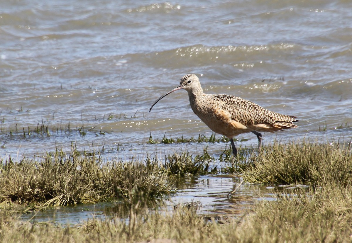 Long-billed Curlew - ML618652544