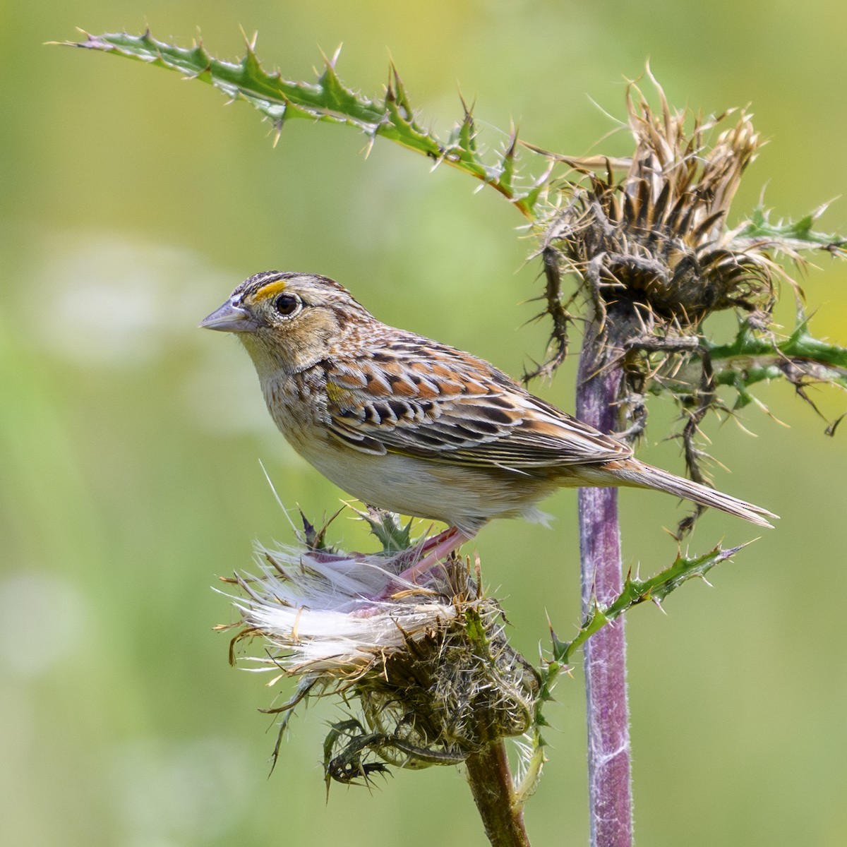 Grasshopper Sparrow - ML618652545