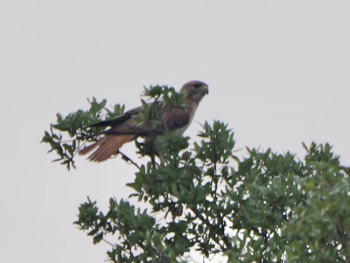 Red-tailed Hawk - ML618652594