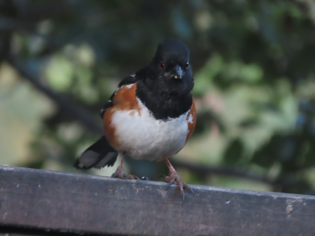 Spotted Towhee - ML618652597