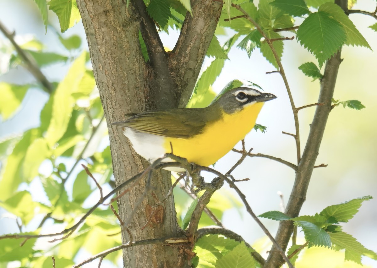 Yellow-breasted Chat - ML618652598