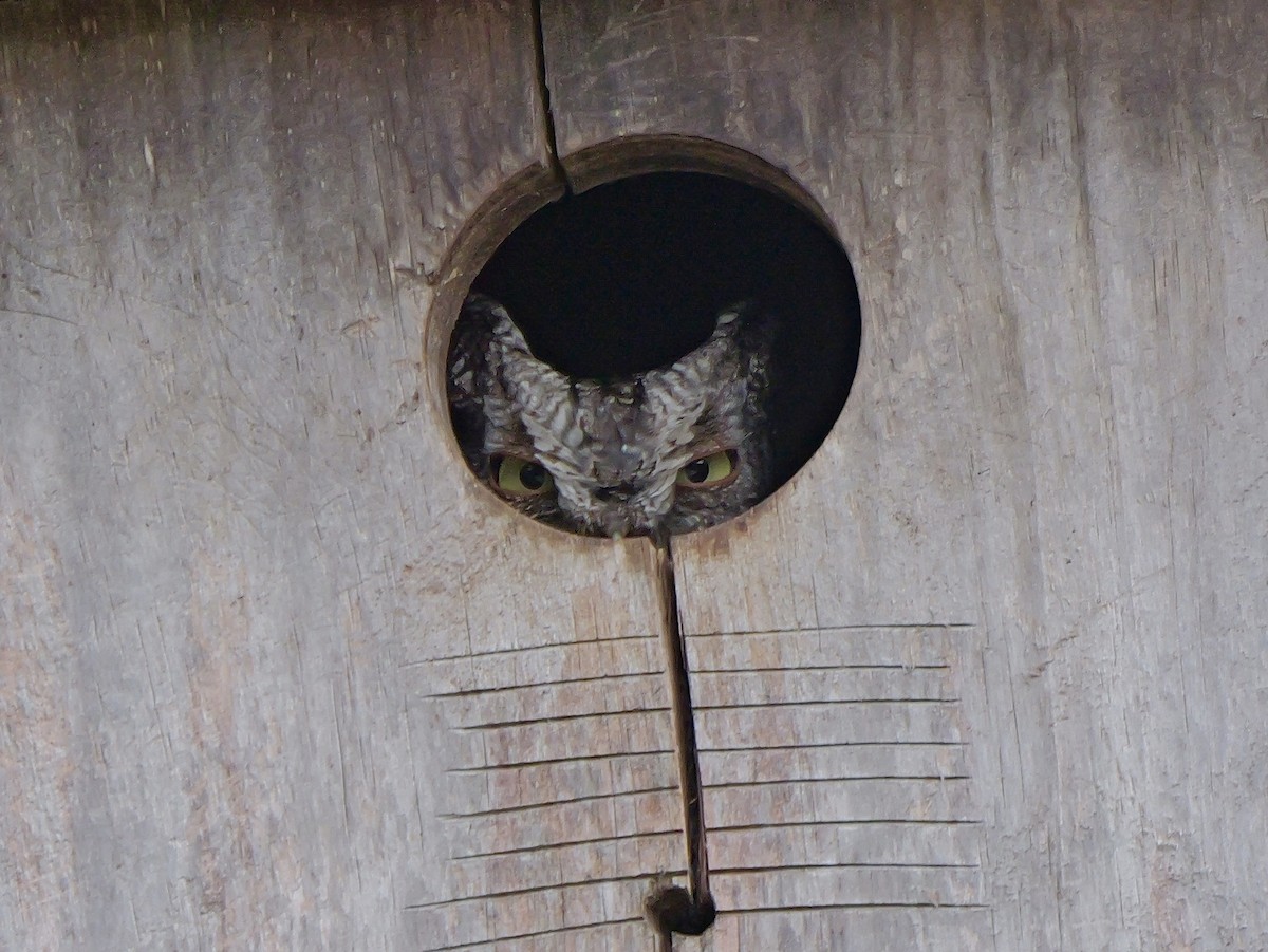 Eastern Screech-Owl - ML618652599