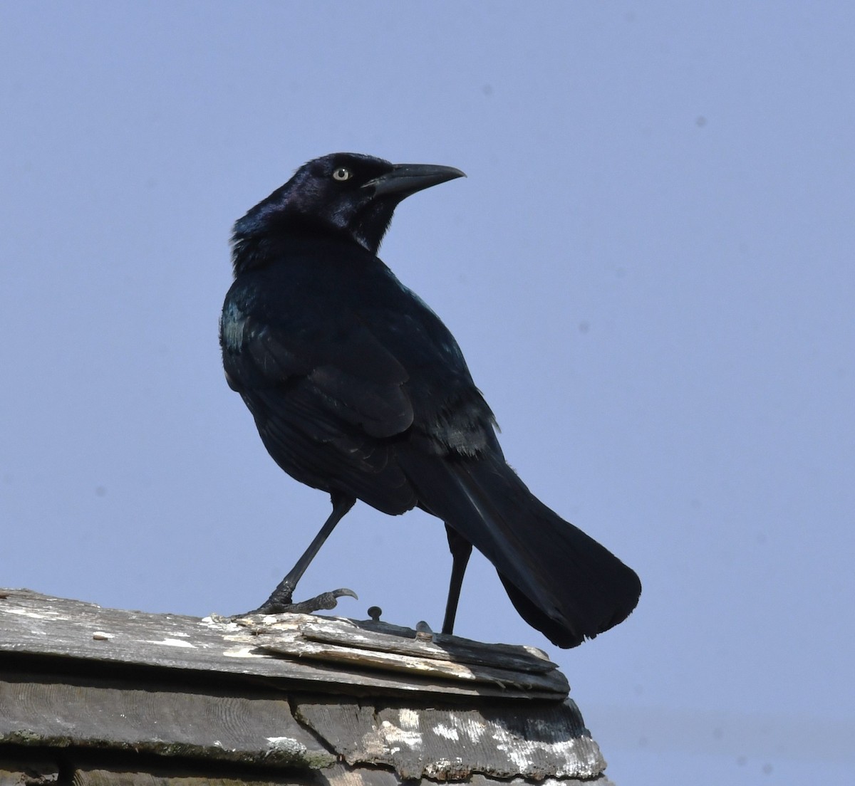 Boat-tailed Grackle - ML618652600