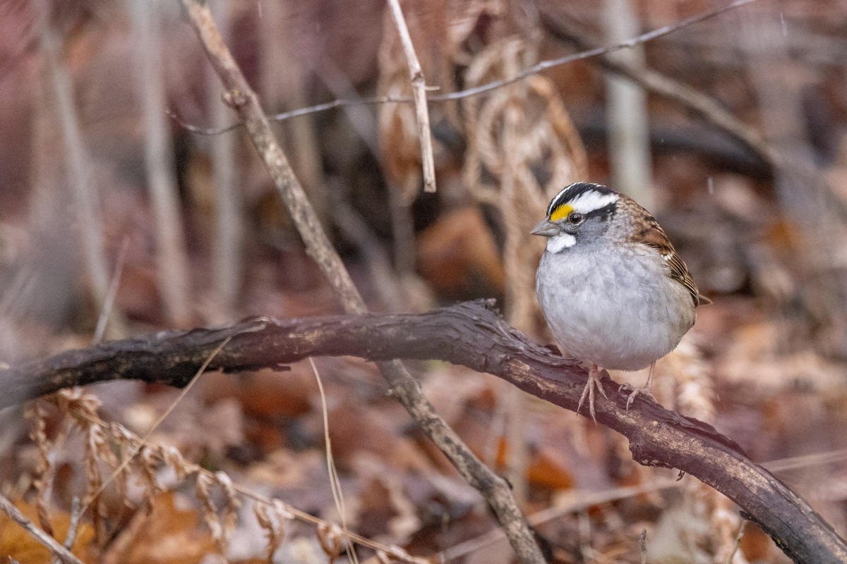 White-throated Sparrow - ML618652613