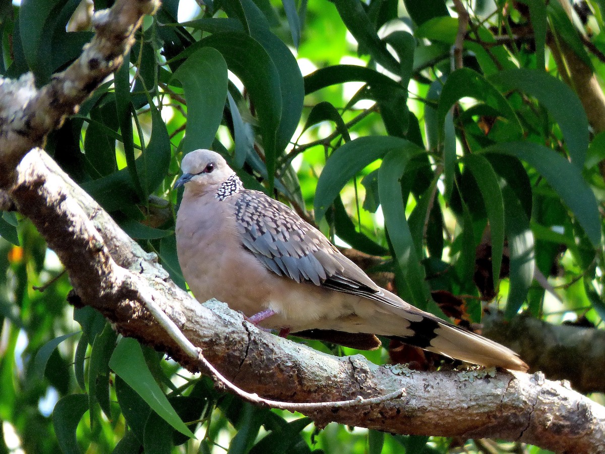 Spotted Dove - ML618652670
