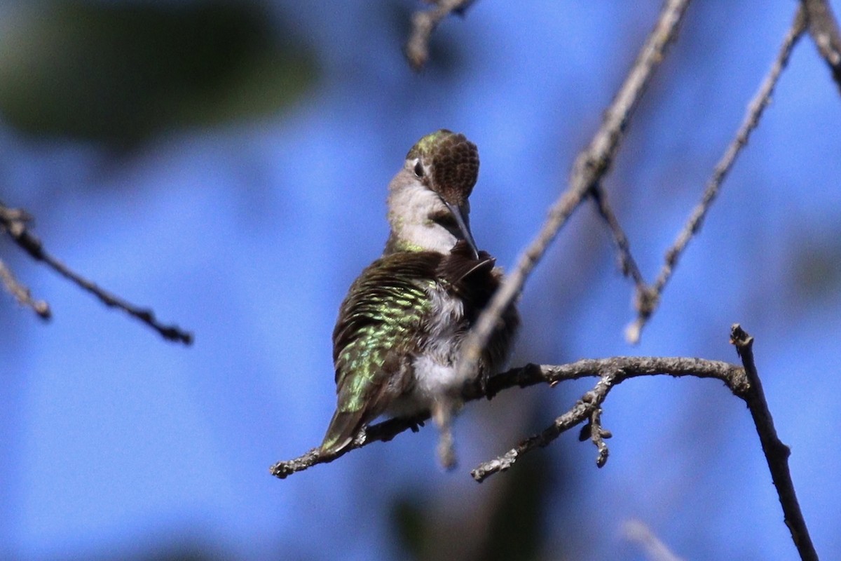 Anna's Hummingbird - ML618652682
