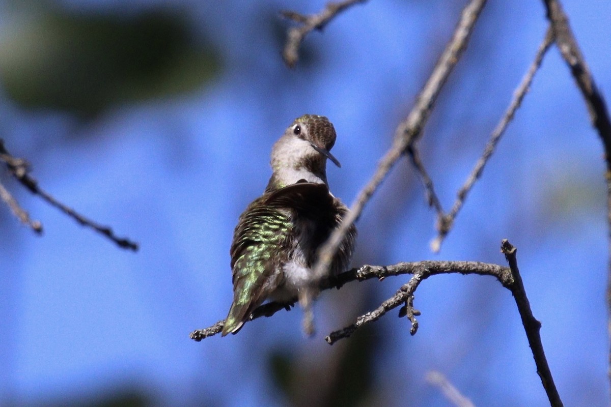 Anna's Hummingbird - Brendon Westerhold