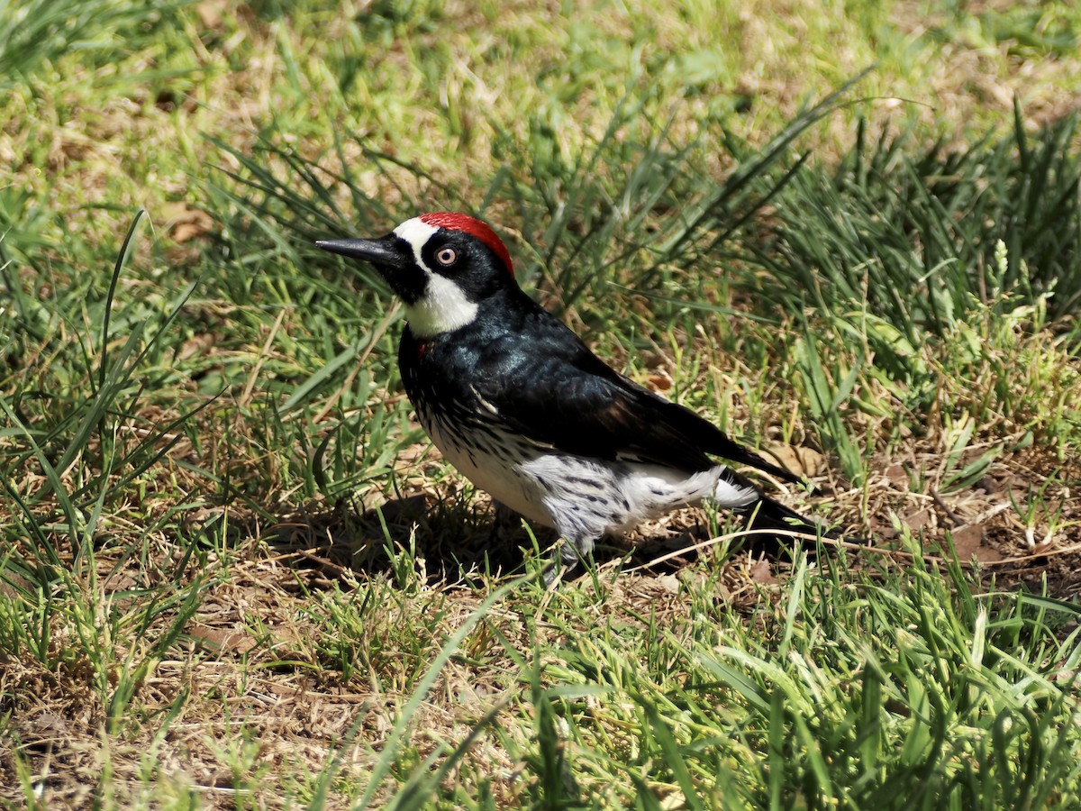 Acorn Woodpecker - ML618652690