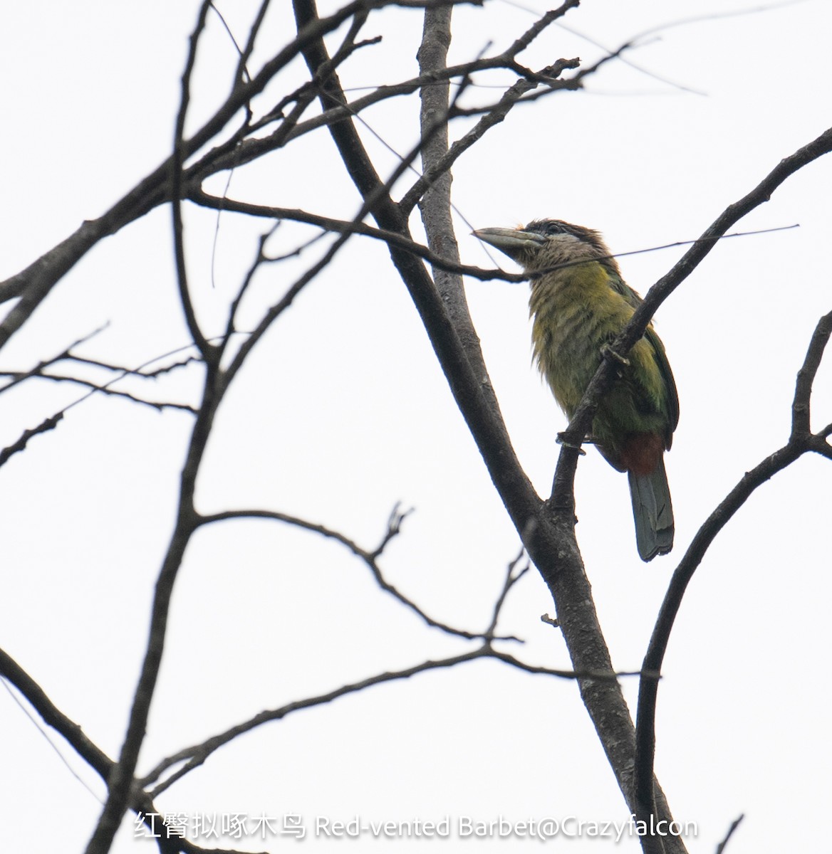 Red-vented Barbet - ML618652700