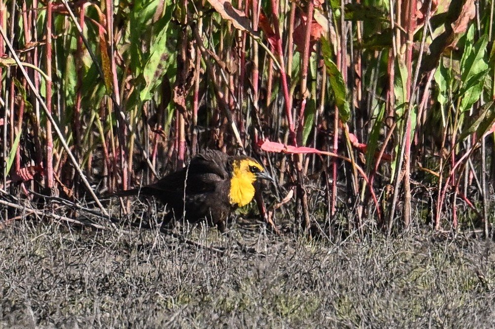 Yellow-headed Blackbird - ML618652724