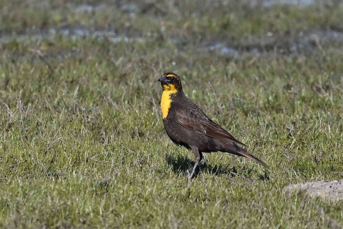 Yellow-headed Blackbird - ML618652725