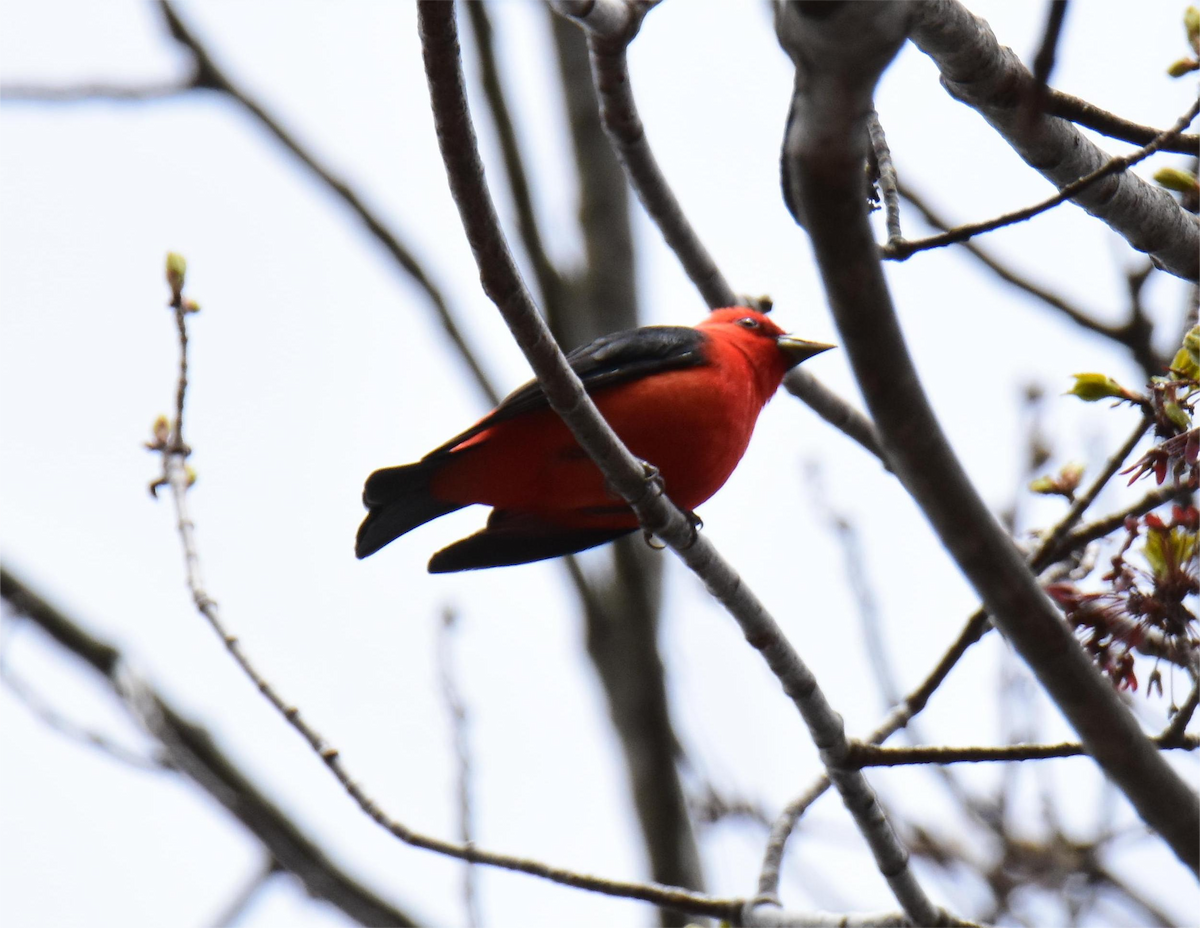 Scarlet Tanager - ML618652741