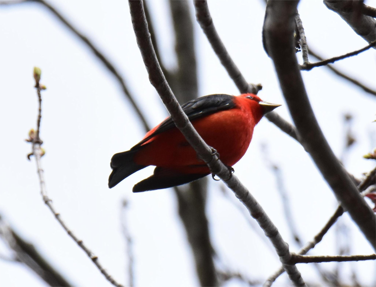 Scarlet Tanager - ML618652742