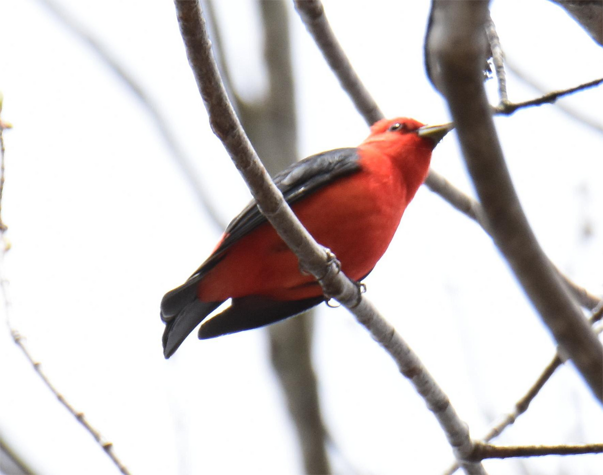 Scarlet Tanager - ML618652743