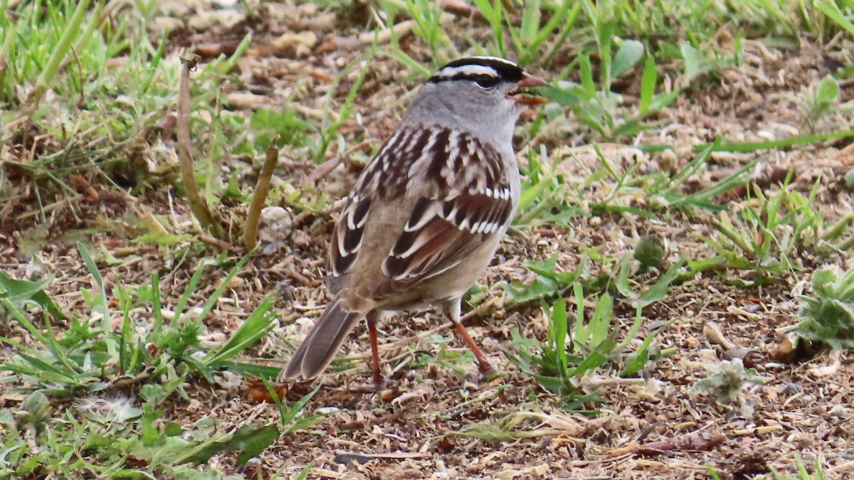 White-crowned Sparrow (Dark-lored) - ML618652817