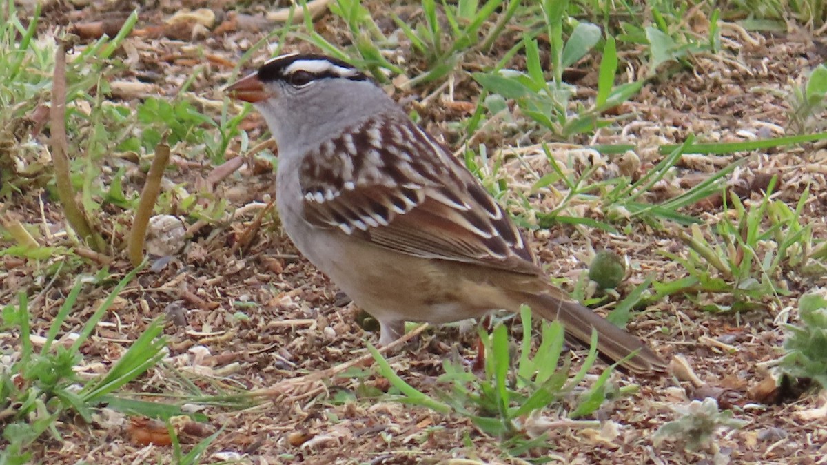 White-crowned Sparrow (Dark-lored) - ML618652818